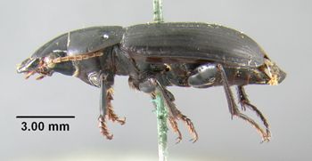 Media type: image;   Entomology 304893 Aspect: habitus lateral view